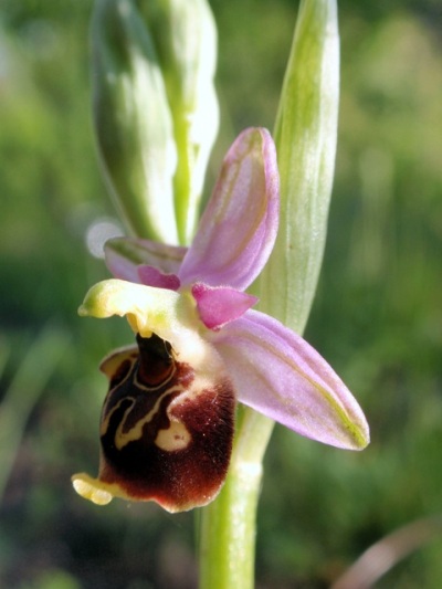 Ophrys sphegodes