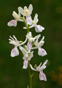 Orchis provincialis