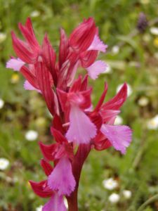 Orchis papilionacea