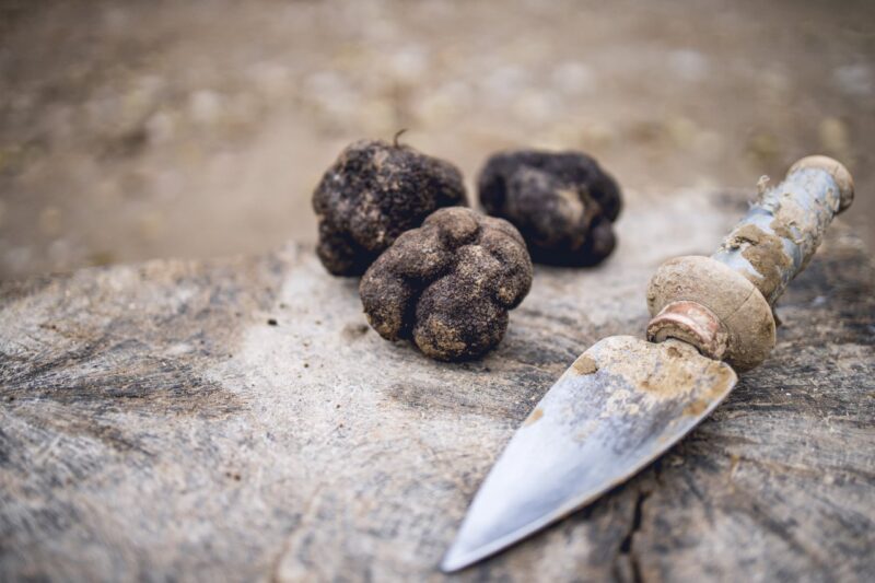 Il tartufo, la luna, l’orso